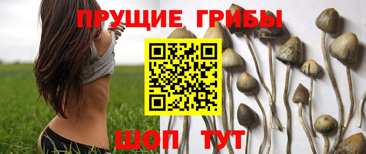 Псилоцибиновые грибы прущие грибы Шуя